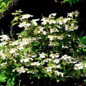 Viburnum 'Watanabe'