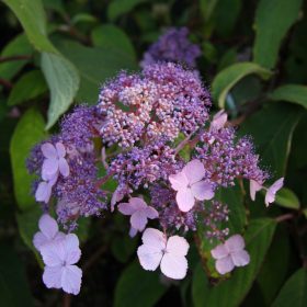 Hydrangea villosa