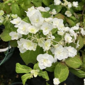 Hortenzija 'White on White'