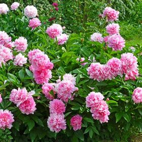 Božur 'Alexander Fleming'