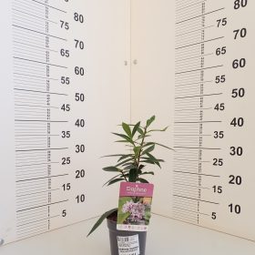 DAPHNE PERFUME PRINCESS