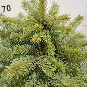 Smreka 'Super Blue Seedling'