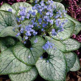 Brunnera 'Alexander's Great'