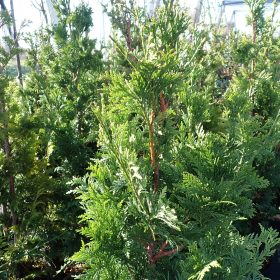 Thuja 'Can Can'
