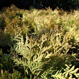 Thuja 'Danica Aurea'