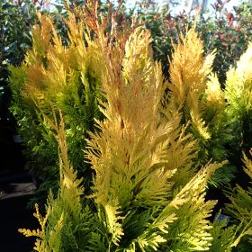 Thuja '4Ever Gold'