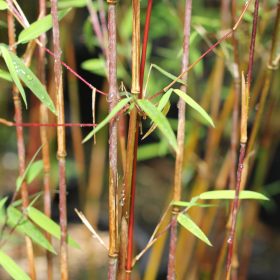 Fargesia 'Jiuzhaigou 1'