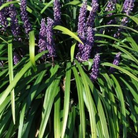 Liriope 'Royal Purple'