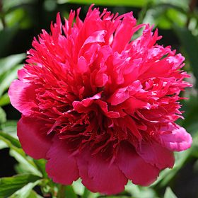 Božur 'Many Happy Returns'