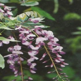 Millettia japonica
