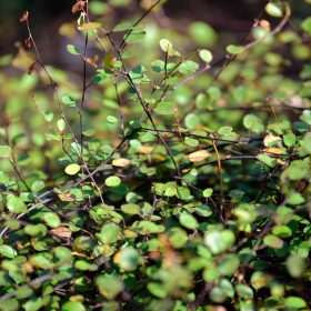 Muehlenbeckia axillaris