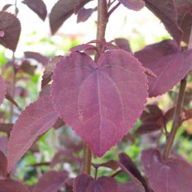 Cercidiphyllum 'Rotfuchs'