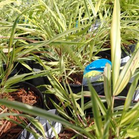 Hakonechloa 'Aureola'