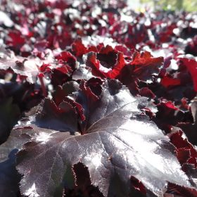 Koralni zvonec 'Black Pearl'
