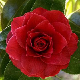 Kamelija 'Black Lace'