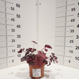 Koralni zvonček-mix