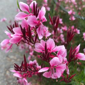 Gaura 'Siskiyou Pink'