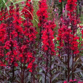 Lobelia 'Fan Scarlet'