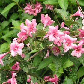 Weigela 'Boskoop Glory'