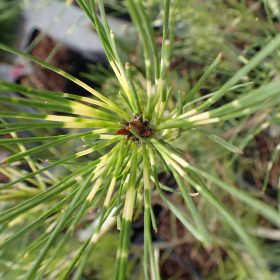 japanski crveni bor burke's red variegated
