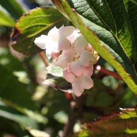 Viburnum 'Charles Lamont'