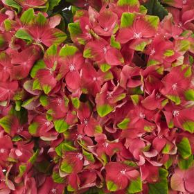 Hortenzija 'Glossy Lips'