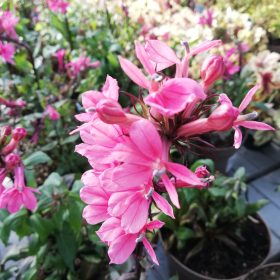 Lobelia 'Starship Rose'