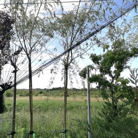 Salix babylonica