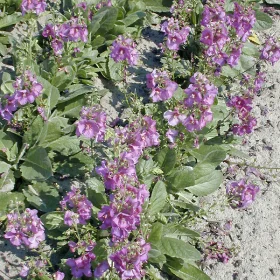 Verbascum 'Plum Smokey'
