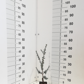 Atlanski cedar 'Glauca'