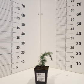 Himalajski cedar 'Feelin Blue'