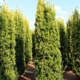 Tisa 'Fastigiata Aurea'