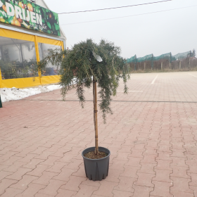 Himalajski cedar 'Feelin Blue'