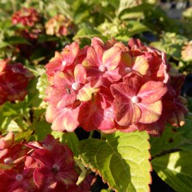 velelisna hortenzija glossy lips
