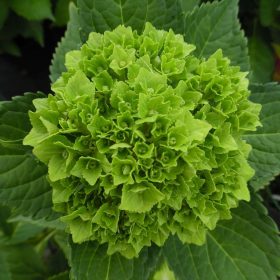 Hortenzija 'Magical Green Cloud'