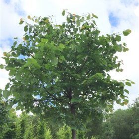 Drobnolistna lipa 'Green Globe'