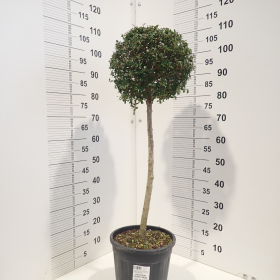 Ligustrum delavayanum