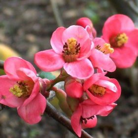 Chaenomeles 'Pink Queen'