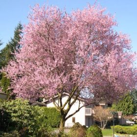 Rdečelistna sliva 'Pissardii'