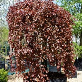 Bukva 'Purpurea Pendula'