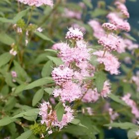 Kariopteris 'Stephi'