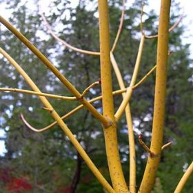 Javor negundovac 'Winter Lightning'