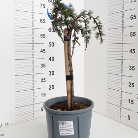 Atlanski cedar 'Glauca Pendula'
