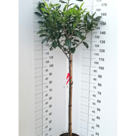 Lovor višnja 'Novita'