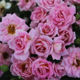 Ruža 'Belle Symphonie'