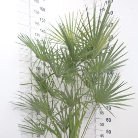 Sredozemska pritlikava palma