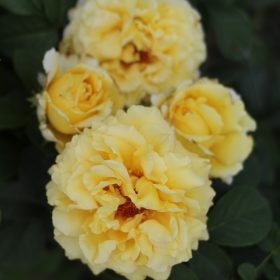 Ruža 'Cyrano de Bergerac'