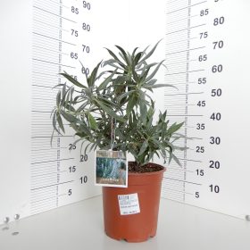 Echium