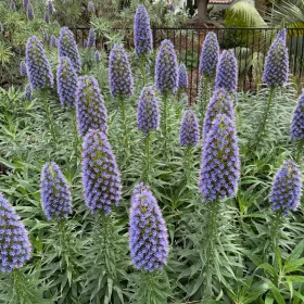 Echium fastuosum