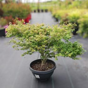 Japanski javor 'Little Princess' - Vrtni centar